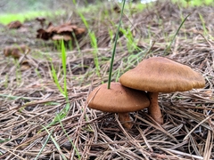 Cortinarius cinnamomeus