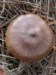 Cortinarius cinnamomeus