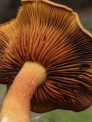Cortinarius cinnamomeus
