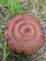 Cortinarius cinnamomeus