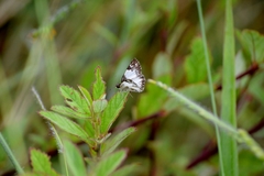 Heliopetes omrina