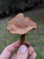 Cortinarius cinnamomeus