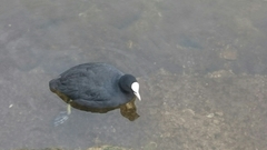 Fulica atra