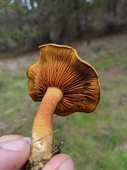 Cortinarius cinnamomeus