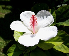 Hibiscus arnottianus