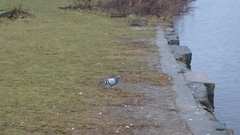 Columba livia domestica