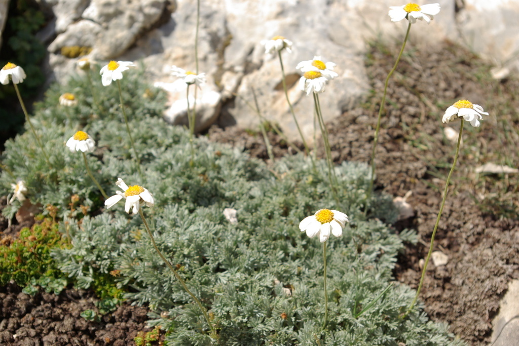 Tanacetum kotschyi