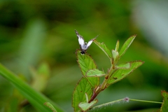 Heliopetes omrina