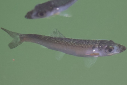 Clupea pallasii Valenciennes, 1847