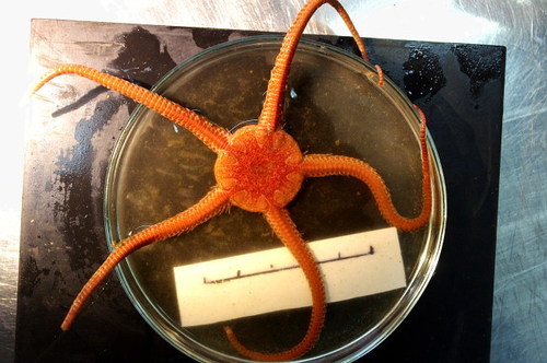 Ophiopleura borealis
