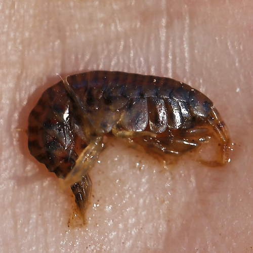Gammarus fasciatus