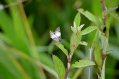 Heliopetes omrina