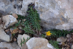Taraxacum tenuisectum