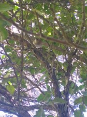 Poodytes punctatus punctatus