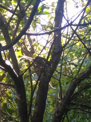 Poodytes punctatus punctatus