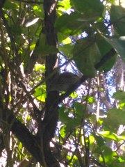 Poodytes punctatus punctatus