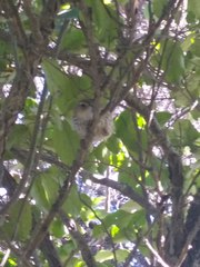 Poodytes punctatus punctatus