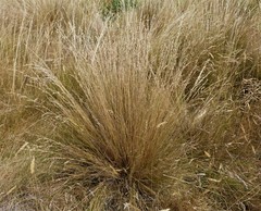 Festuca matthewsii