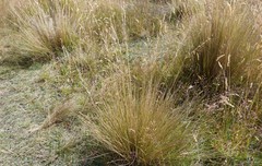 Festuca matthewsii