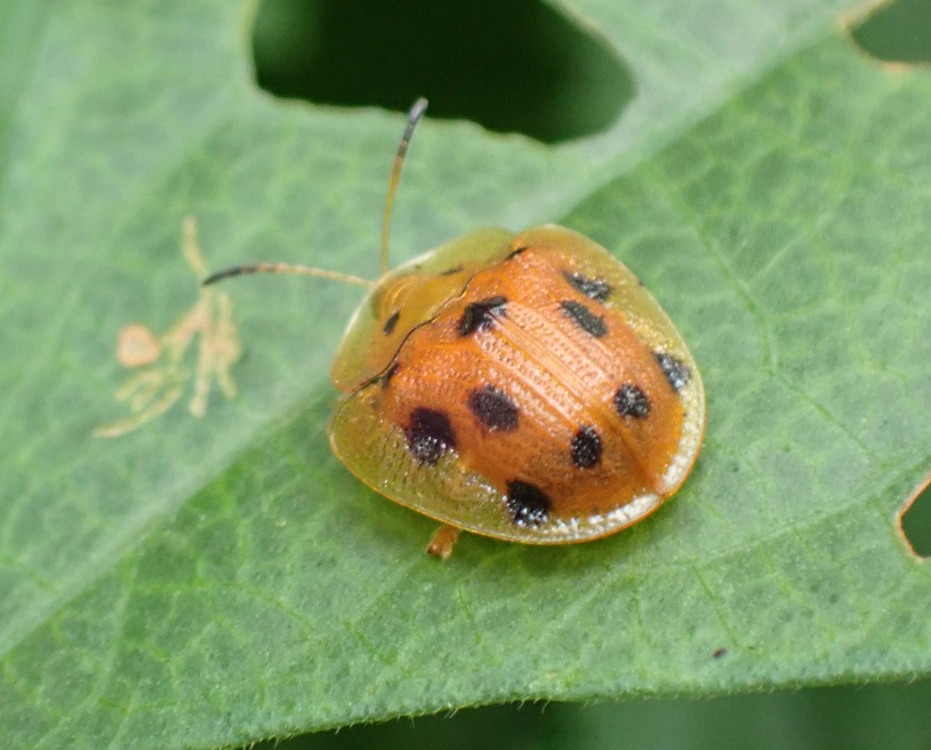 Laccoptera tredecimguttata