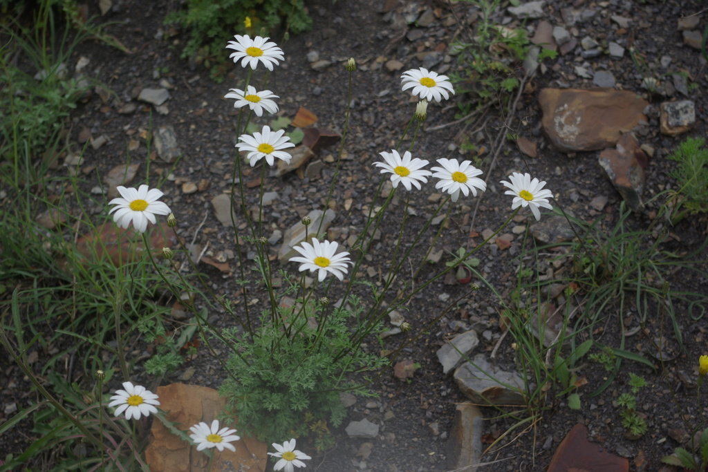Tanacetum silaifolium