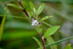 Heliopetes omrina