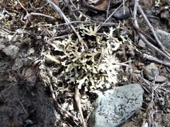 Xanthoparmelia reptans