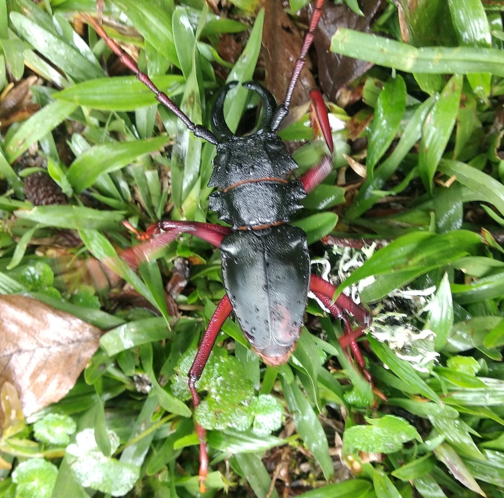 Prionacalus