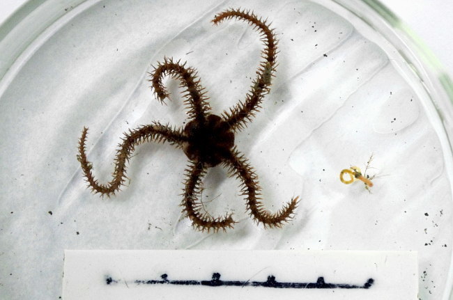 Ophiacantha bidentata