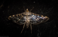 Rhimphalea sceletalis