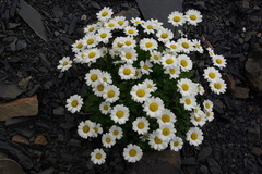 Tripleurospermum caucasicum