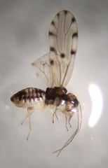 Ectopsocus californicus