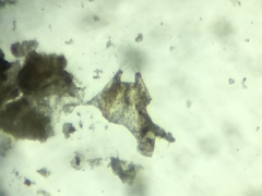 Ectopsocus californicus