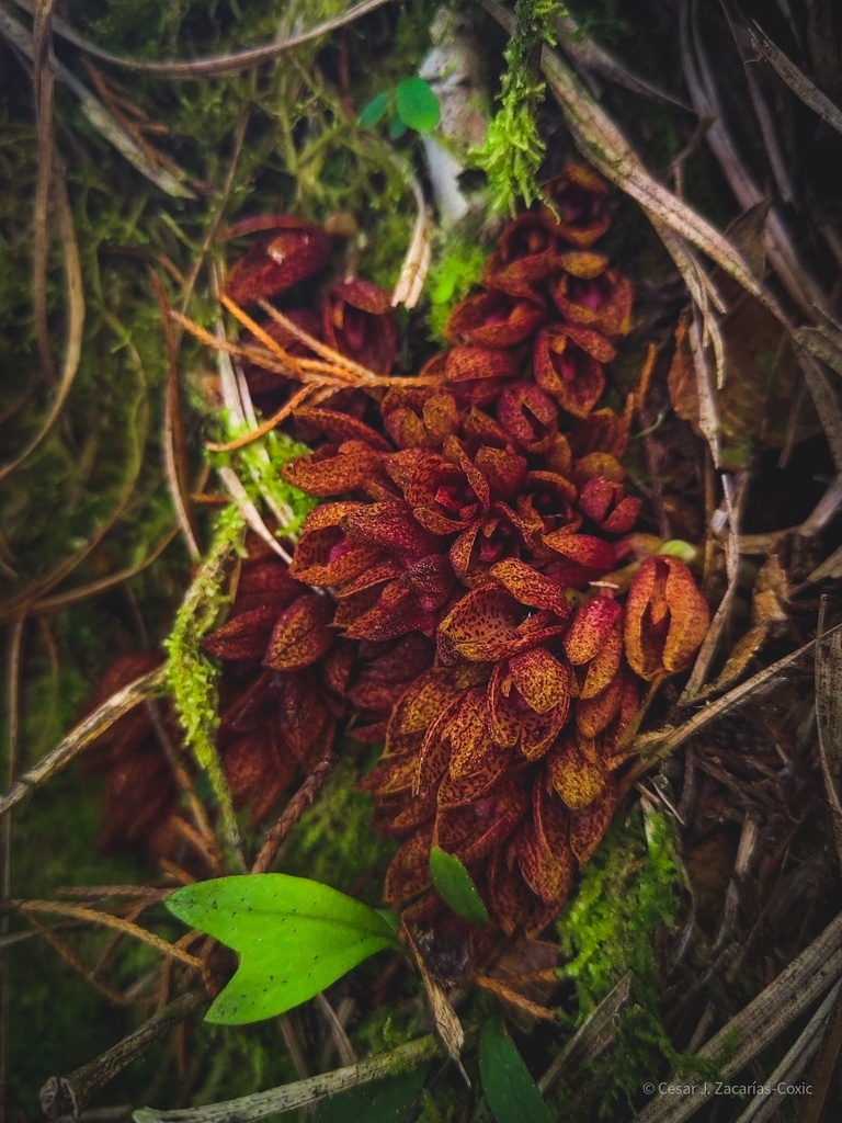 Acianthera johnsonii