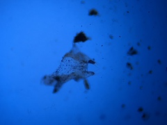 Ectopsocus californicus