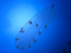 Ectopsocus californicus