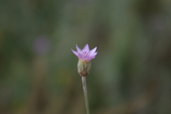 Xeranthemum cylindraceum