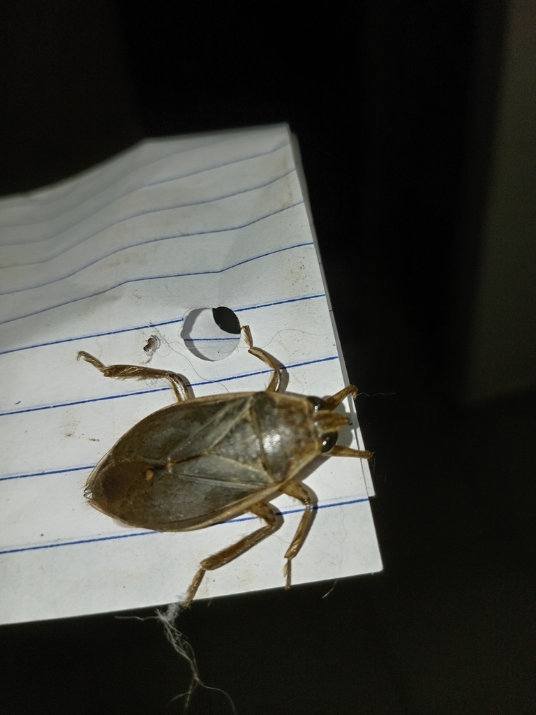 Belostoma from Calle 4, 363, Panamá on August 24, 2023 at 0900 PM by