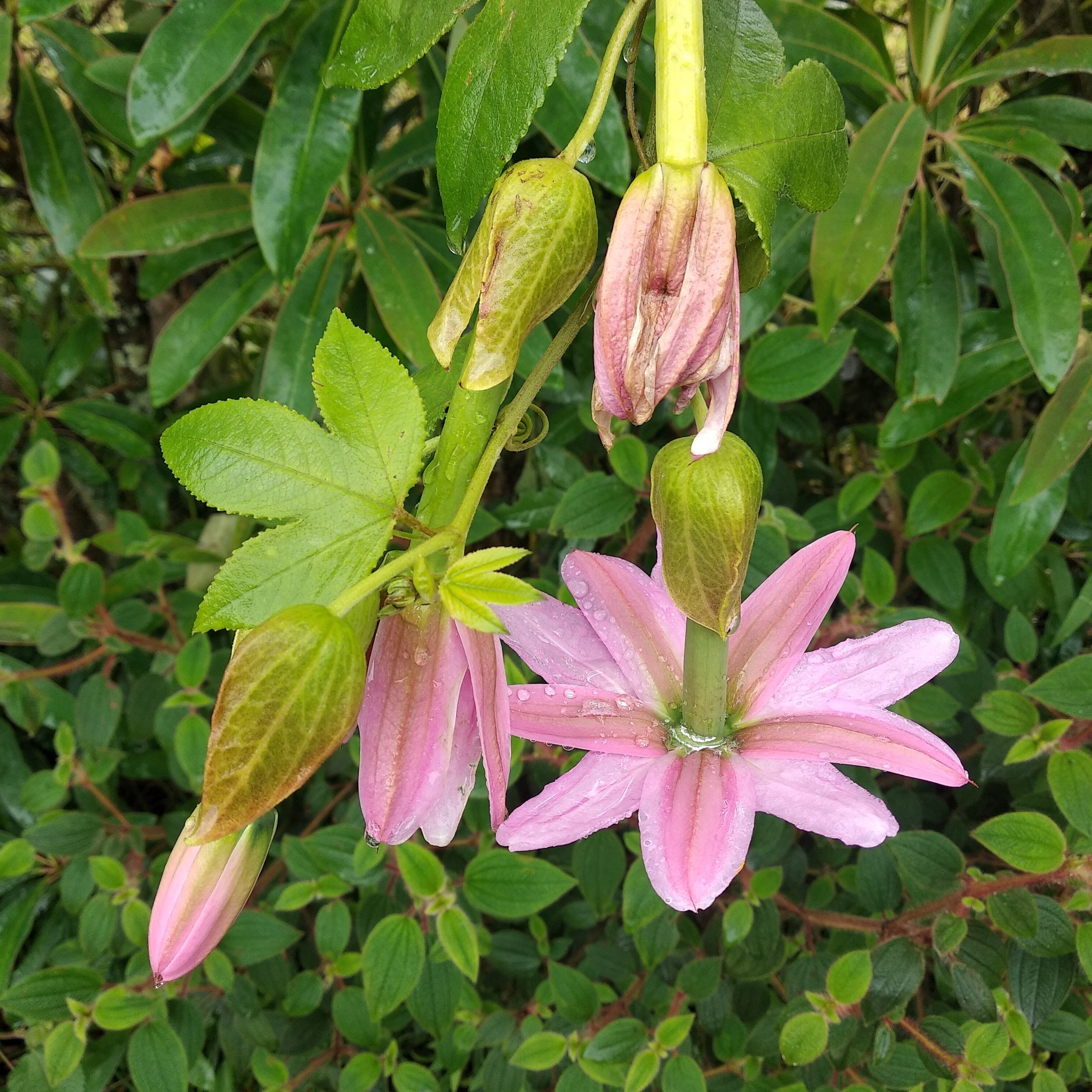 Passiflora tarminiana image