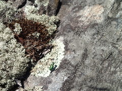 Cicindela denikei