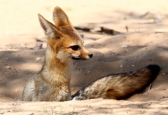 Vulpes chama