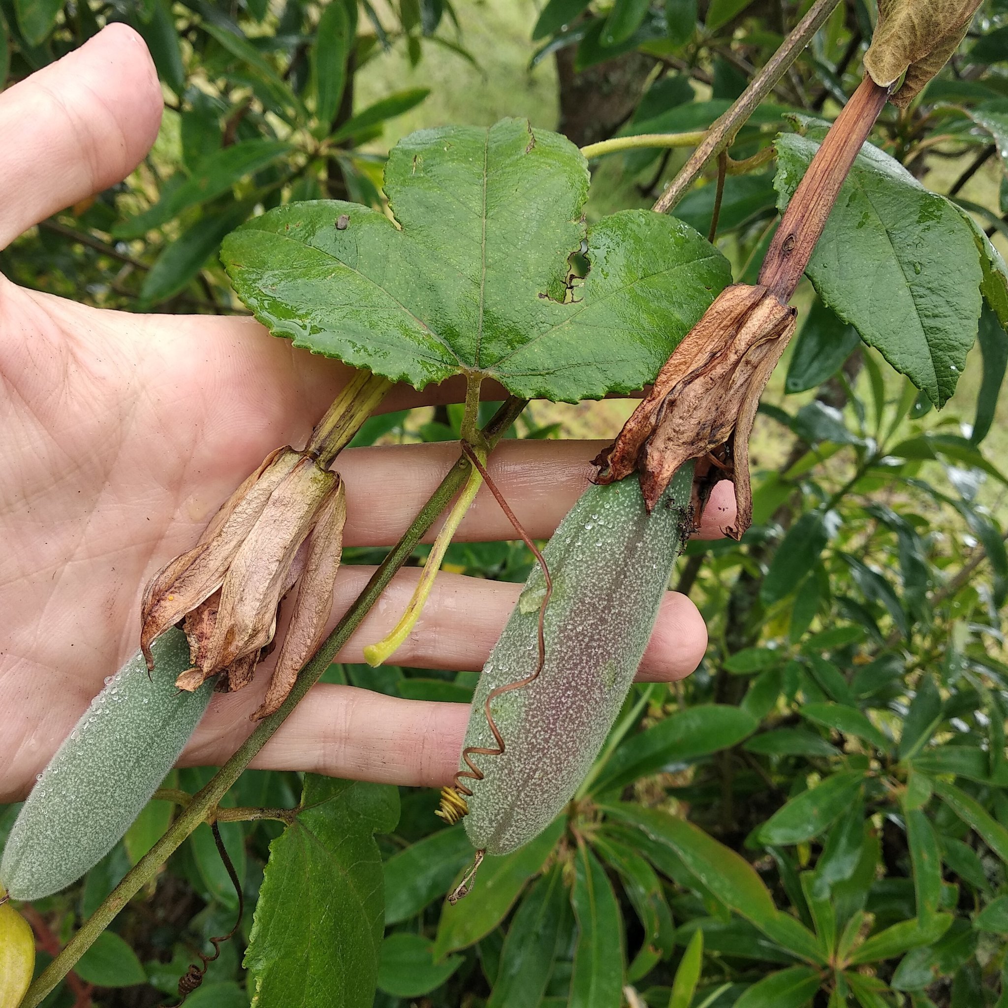 Passiflora tarminiana image