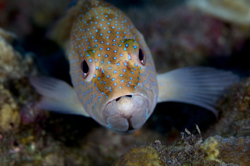 Black guativere (Cephalopholis fulva) — Serranidae — 3