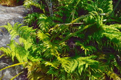 Cyathea colensoi