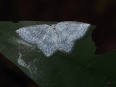 Leucodrepana serratilinea