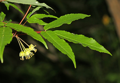 Acer mandshuricum
