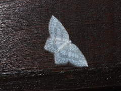 Leucodrepana serratilinea