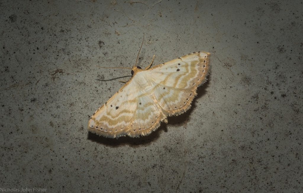 Oruza