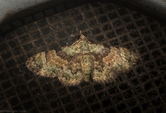 Gymnoscelis derogata