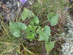 Viola novae-angliae